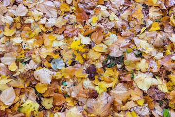 Fallen leaves on the grass in the park