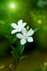 Wringhtia antidysenterica