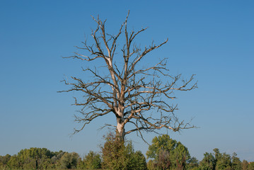 albero spoglio in campagna
