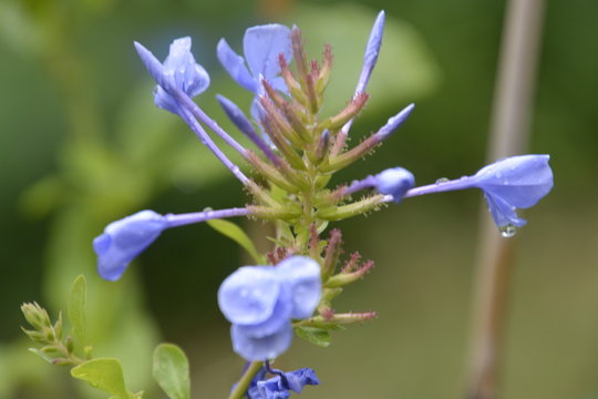 Fiorellino indaco
