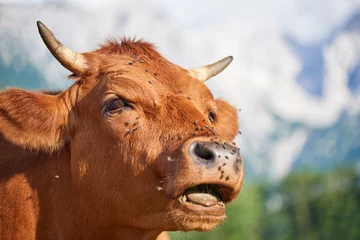 Tableaux ronds sur plexiglas Vache Cows close up on pasture   Cow, Farm, Livestock, Field, Moo!