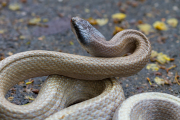 Rat Snake, Orthriophis taeniurus ridleyi