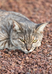 Naklejka na ściany i meble A Beautiful domestic cat outside in the garden