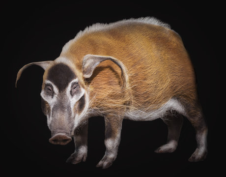 The bush pig - potamochoerus porcus