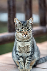 A Beautiful  grey cat outside in the garden