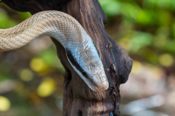 Rat Snake, Orthriophis taeniurus ridleyi