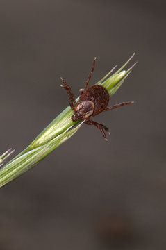 Close-up of female Wood Tick or American Dog Tick clinging to grass head waiting with outstretched legs for host to brush by. (Dermacentor variabilis), Near Thunder Bay, ON, Canada.