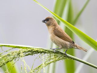 Image of ricebird perched on a green leaf.