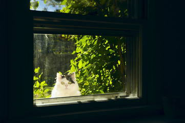 Surprised face fluffy windows peering out the window. In the background, a green garden a natural look. Warm sunlight.
