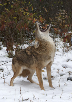 Coyote (Canis latrans), howling, Superior National Forest, MN, USA