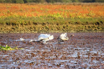 Swans in swamp