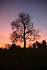 Naklejka premium Baum im Sonnenuntergang