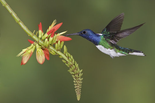 White-necked Jacobin (Florisuga mellivora) feeding at a flower while flying at Bueneventura Lodge in southwest Ecuador.