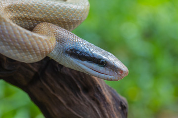 Rat Snake, Orthriophis taeniurus ridleyi