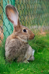 the gray rabbit