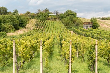 Fototapeta na wymiar Rows of vineyard before harvesting in autumn in Slovakia