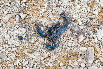 Roadkill of dead scorpion on the ground