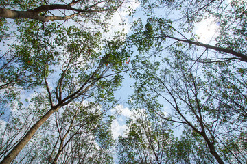 landscape of rubber trees
