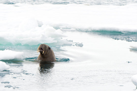 Juvenile Atlantic walrus (Odobenus rosmarus),  Svalbard Archipelago, Norwegian Arctic