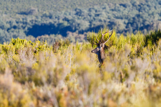 Ciervo macho con cornamenta entre la vegetación. Cervus elaphus. Berrea del Ciervo en La Sierra de la Cabrera, León.