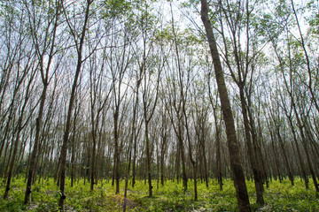 Fototapeta premium landscape of rubber trees