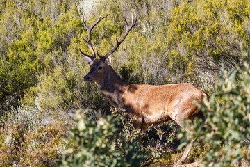 Naklejka premium Ciervo macho. Cervus elaphus. Berrea del Ciervo en La Sierra de la Cabrera, León.