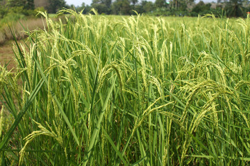 rice plant in rice field