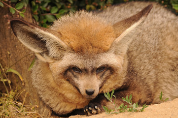 Bat-eared fox