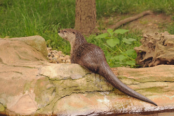 European otter