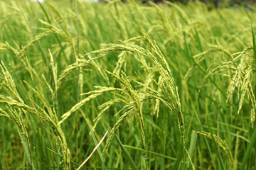 rice plant in rice field