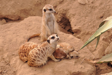 Obraz premium Meerkat