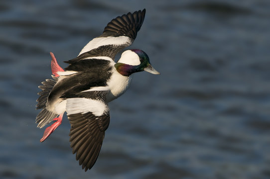 Male Bufflehead - Esquimalt Lagoon, Colwood BC