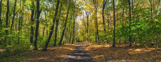 Gordijnen pad herfst bos © fastudio4