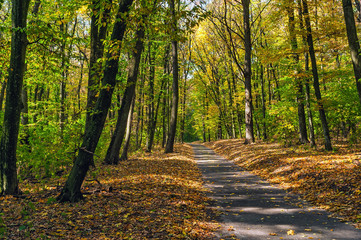 Obraz premium path in autumn forest