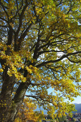 Oak at Sankt Gilgen
