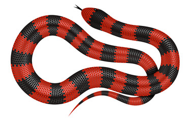 Coral snake vector illustration isolated on white background