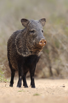 Collared Peccary (Pecari tajacu) - Santa CLara Ranch, Texas, United States of America