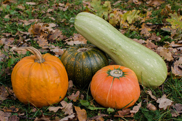 Pampkins with fall leaves