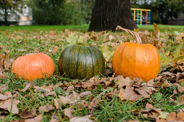 Pampkins with fall leaves
