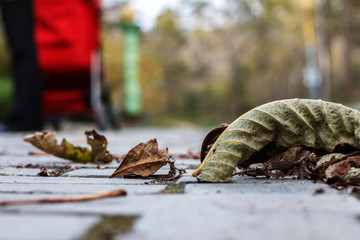 The fallen-down autumn leaves