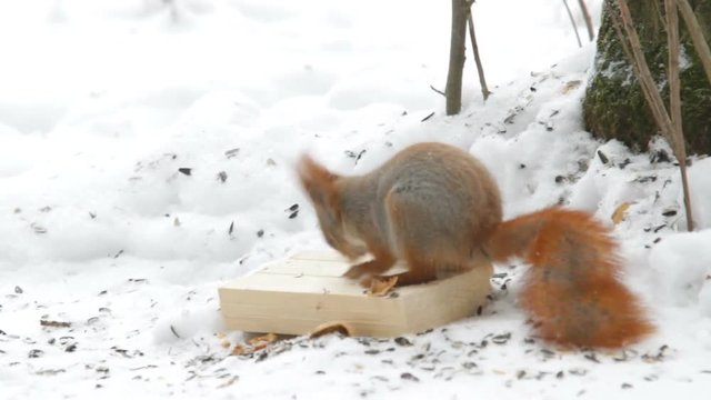 Squirrel jumping in the snow and gnaws nuts. Natural winter background with medium-size forest rodent.