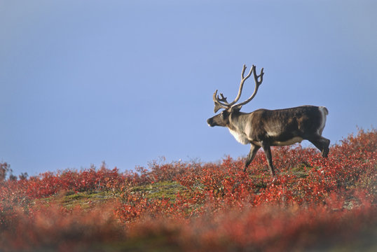 Barren-ground (Caribou bull), Rangifer tarandus groenlandicus, on autumn tundra, near Whitefish Lake, Northwest Territories, Canada