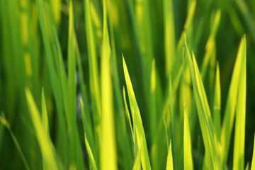 Fototapeta na wymiar rice plant in rice field