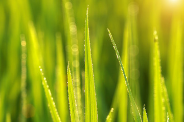 rice plant in rice field