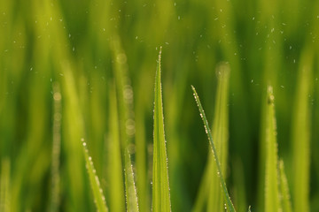 Fototapeta na wymiar rice plant in rice field