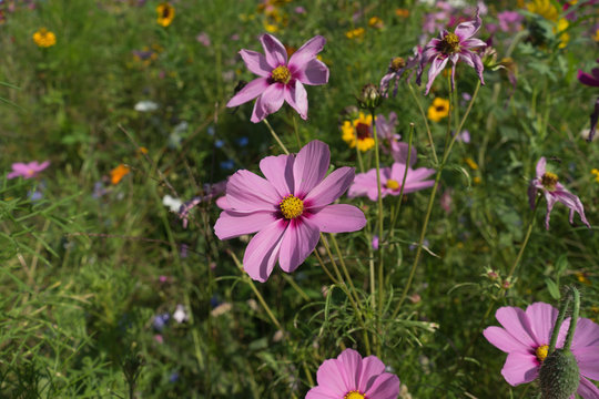 Flover Pover Dalien Die Sch&ouml;nheit der Natur IIII