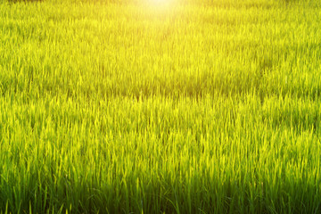 rice plant in rice field