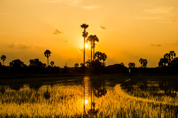 Sugar palm trees and rice field