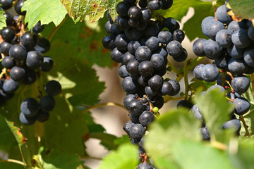 Grapes on vines in the fall ready to be harvested
