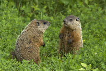 Groundhog (Marmota monax) siblings in green summer meadow, Ontario, Canada